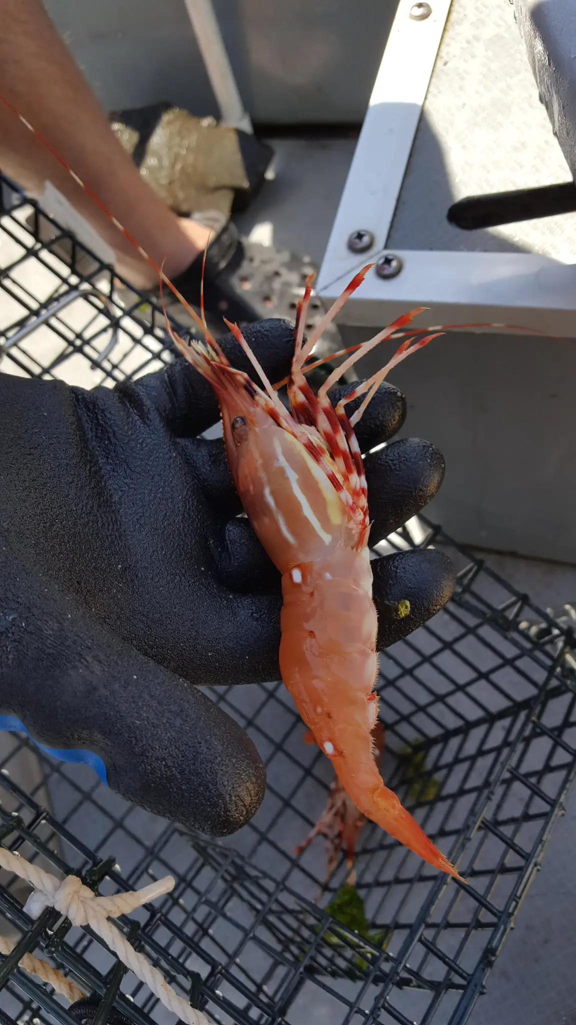 Puget Sound Shrimp! NWFR