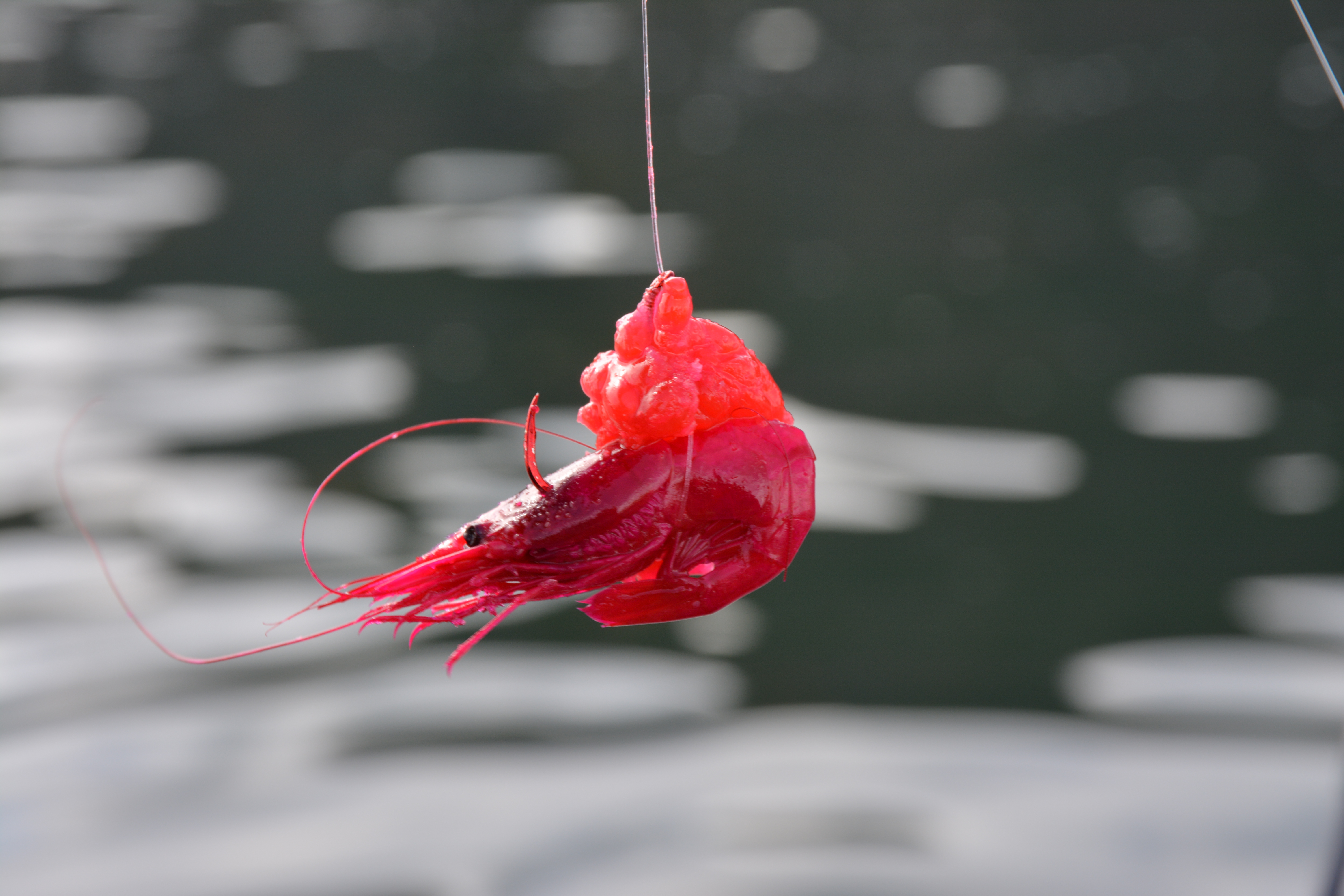 Puget Sound Shrimp! - NWFR