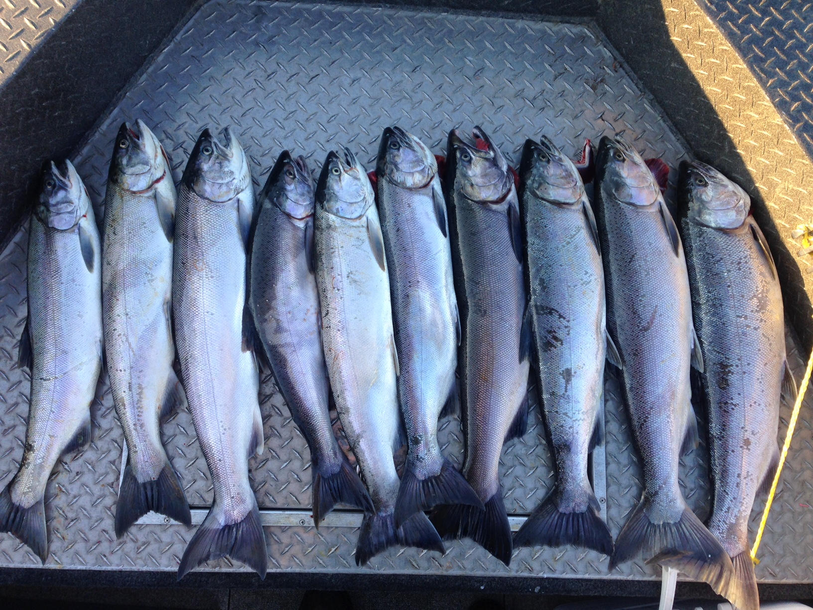 Columbia River Fall Coho - NWFR