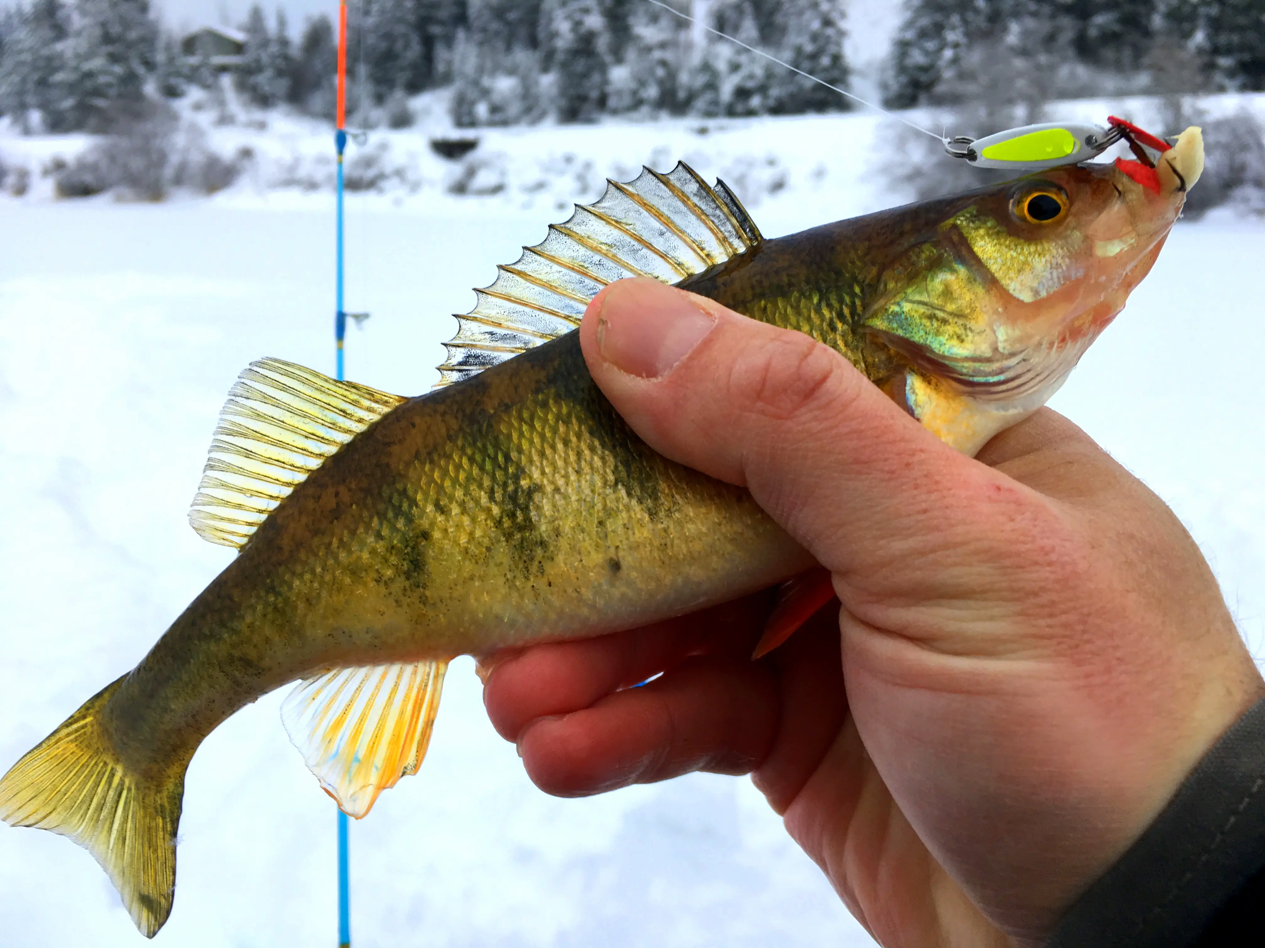 White Out: Increase Your White Bass Ice Fishing Haul - In-Fisherman