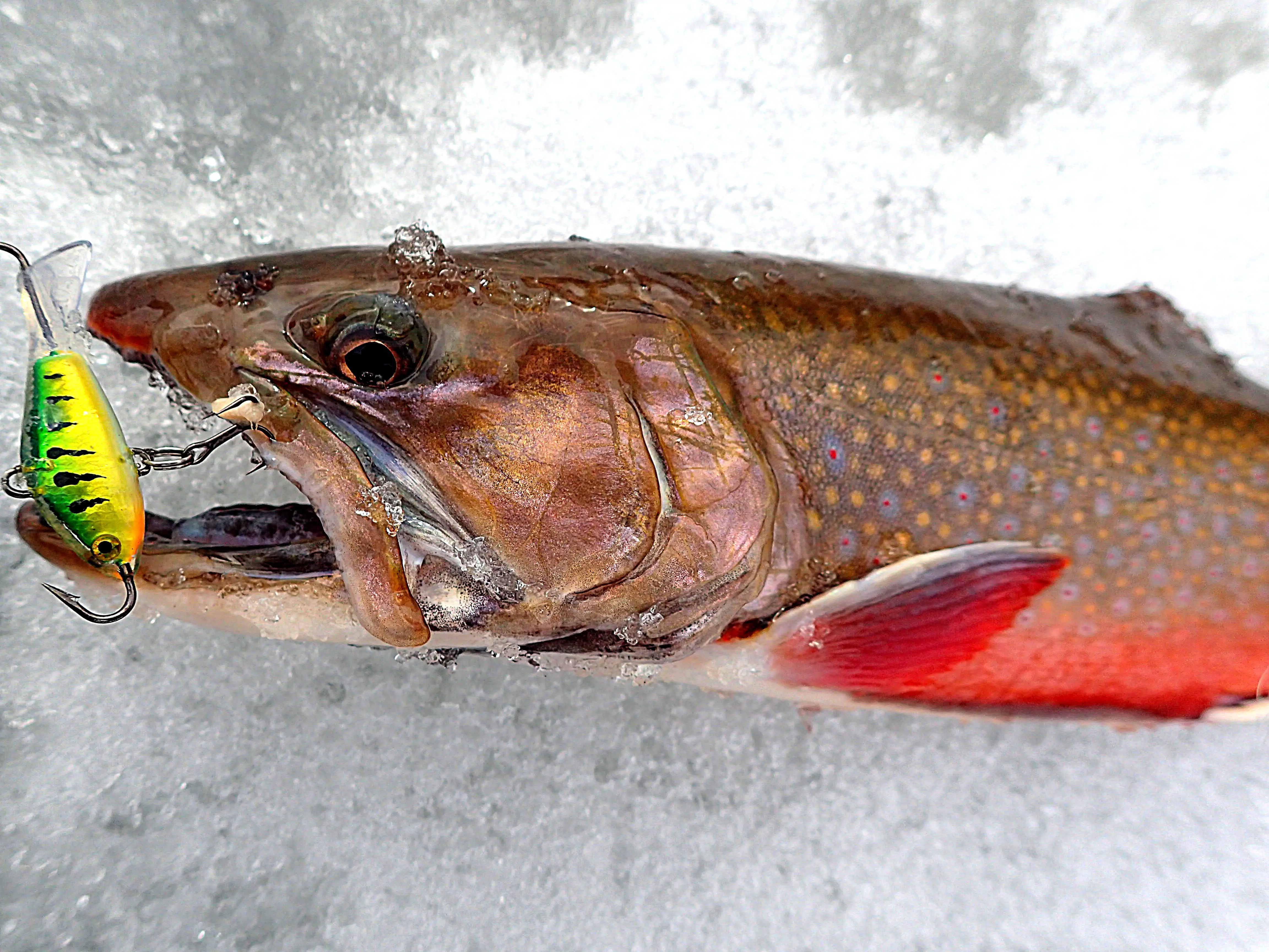 Washington's Nation of Trophy Trout - NWFR