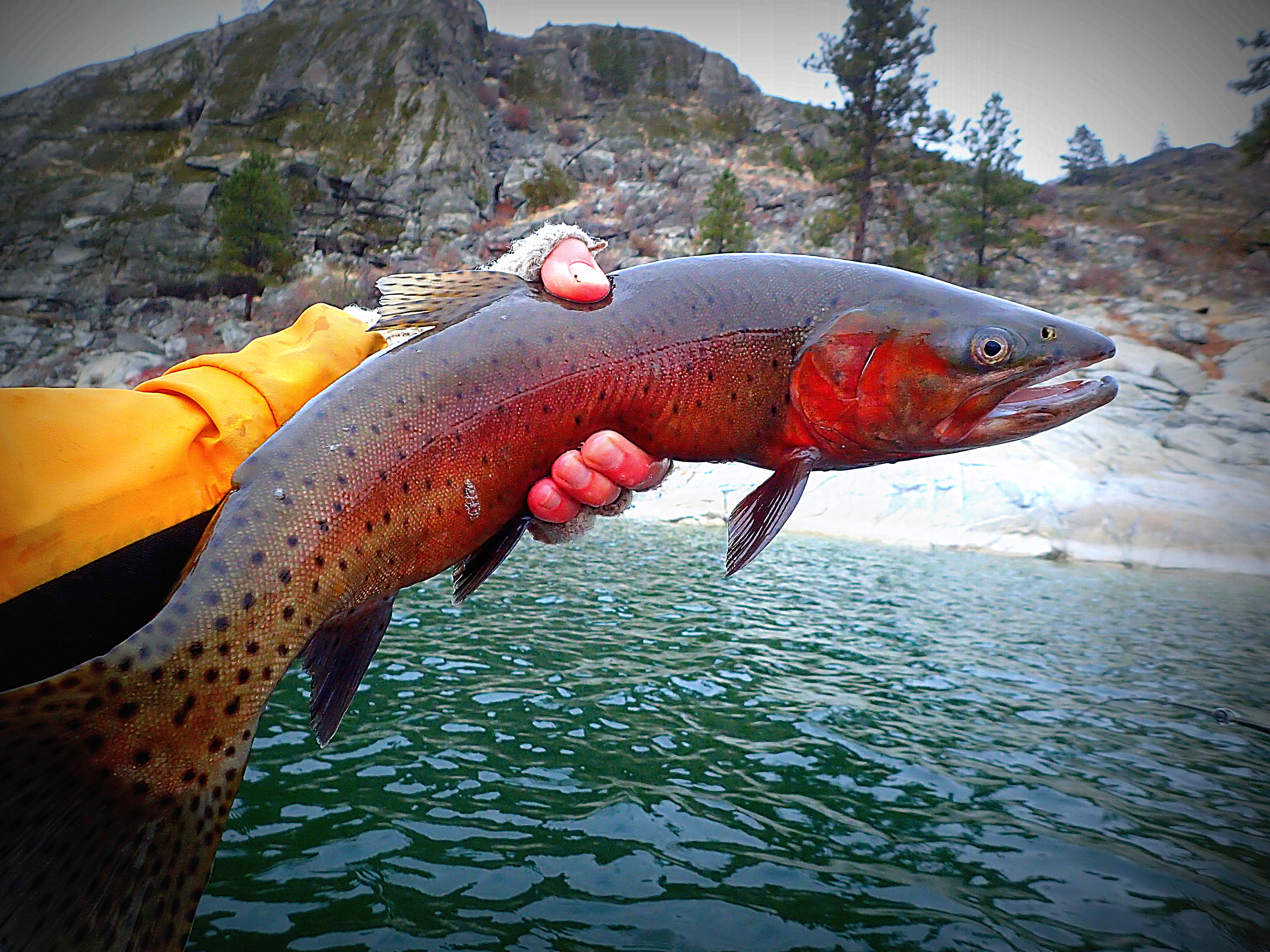 A Trophy Lake Trout Through the Ice - On The Water