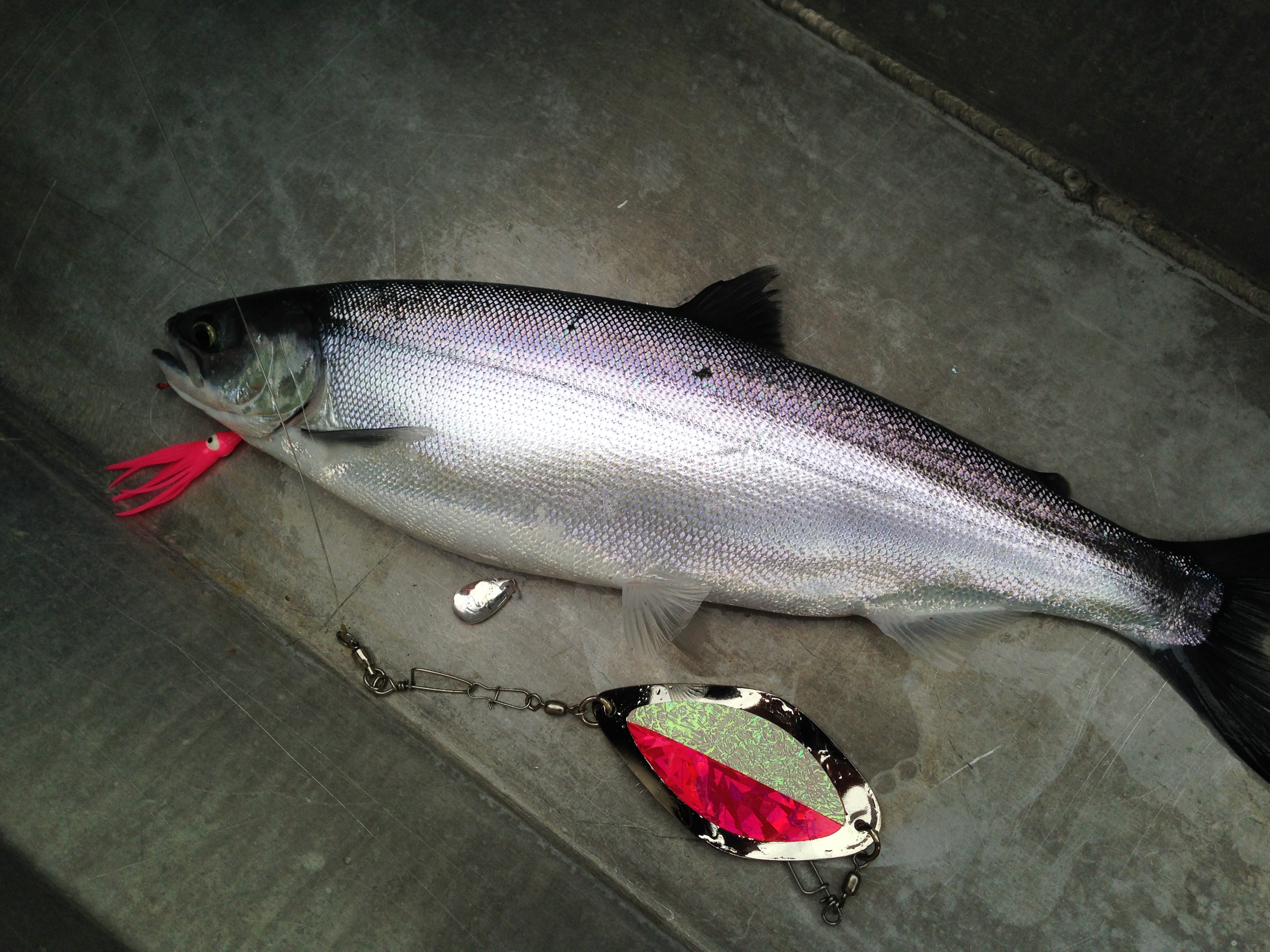 Chelan Late Winter Kokanee - NWFR