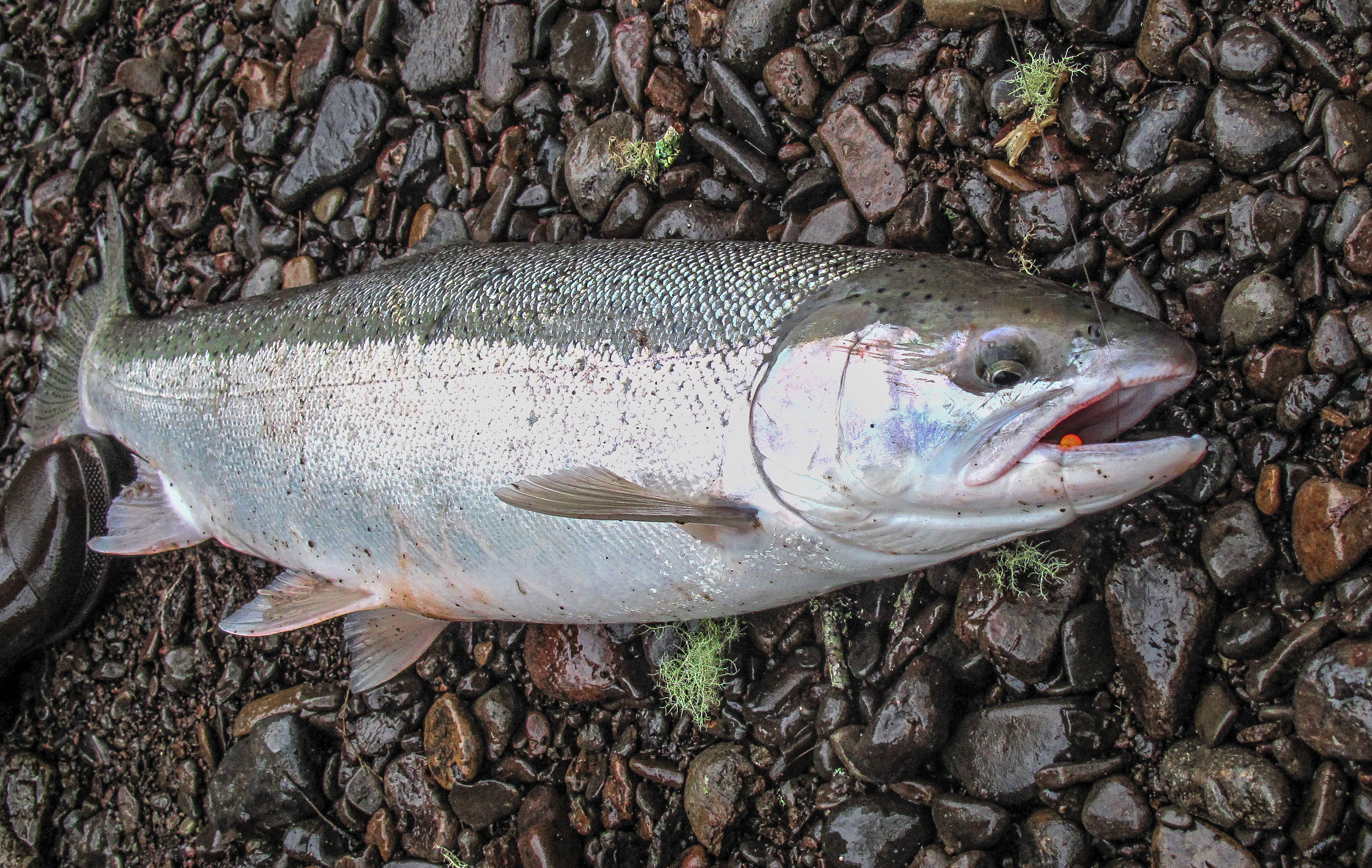 How To Rigging Soft Beads for Steelhead 