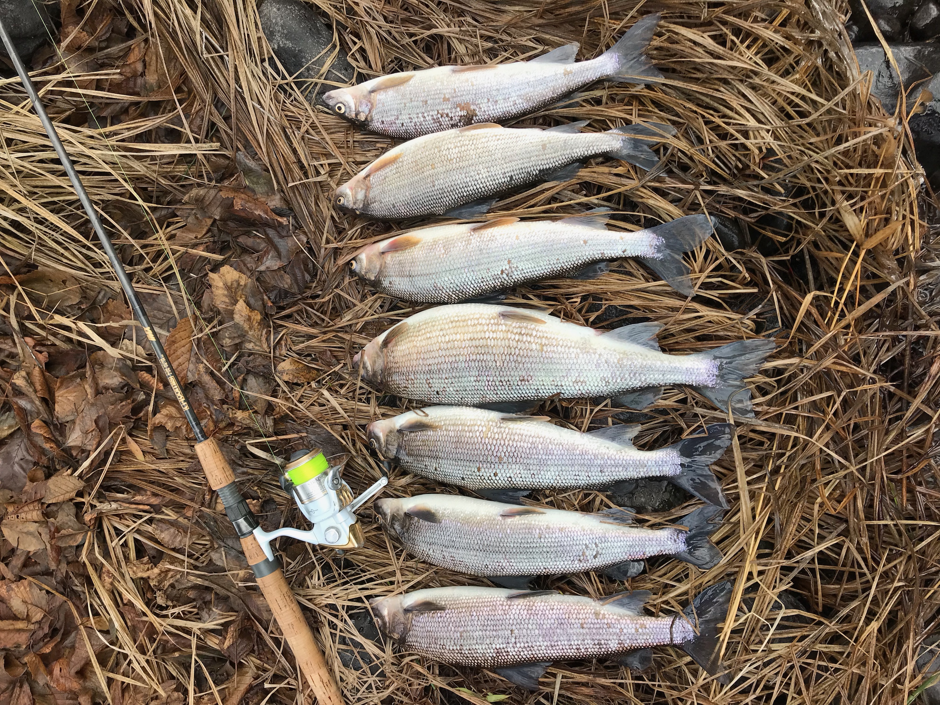WINTER WHITEFISHING! NWFR