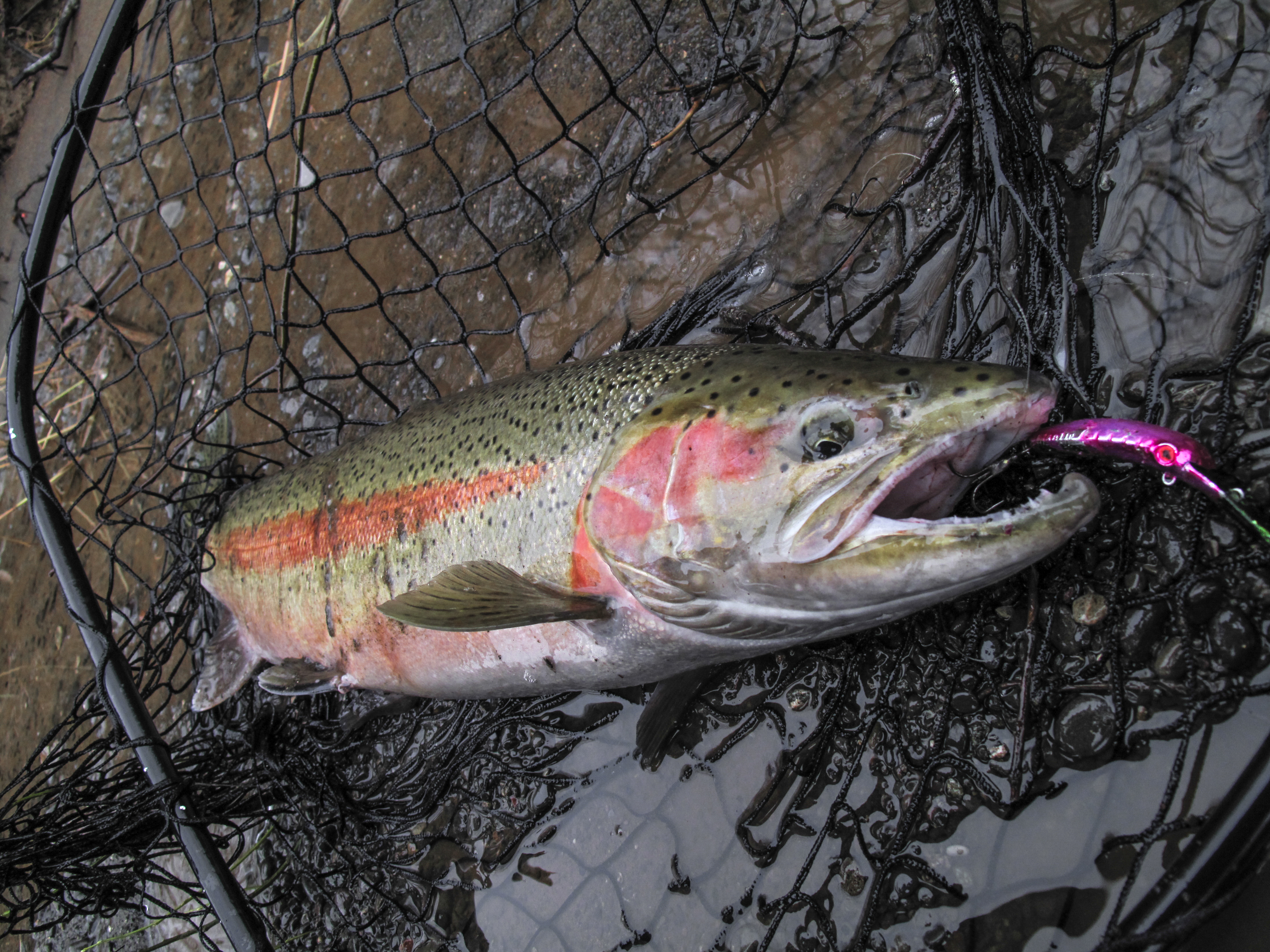 Fishing Beads for Steelhead: Rigging the Bead - NWFR