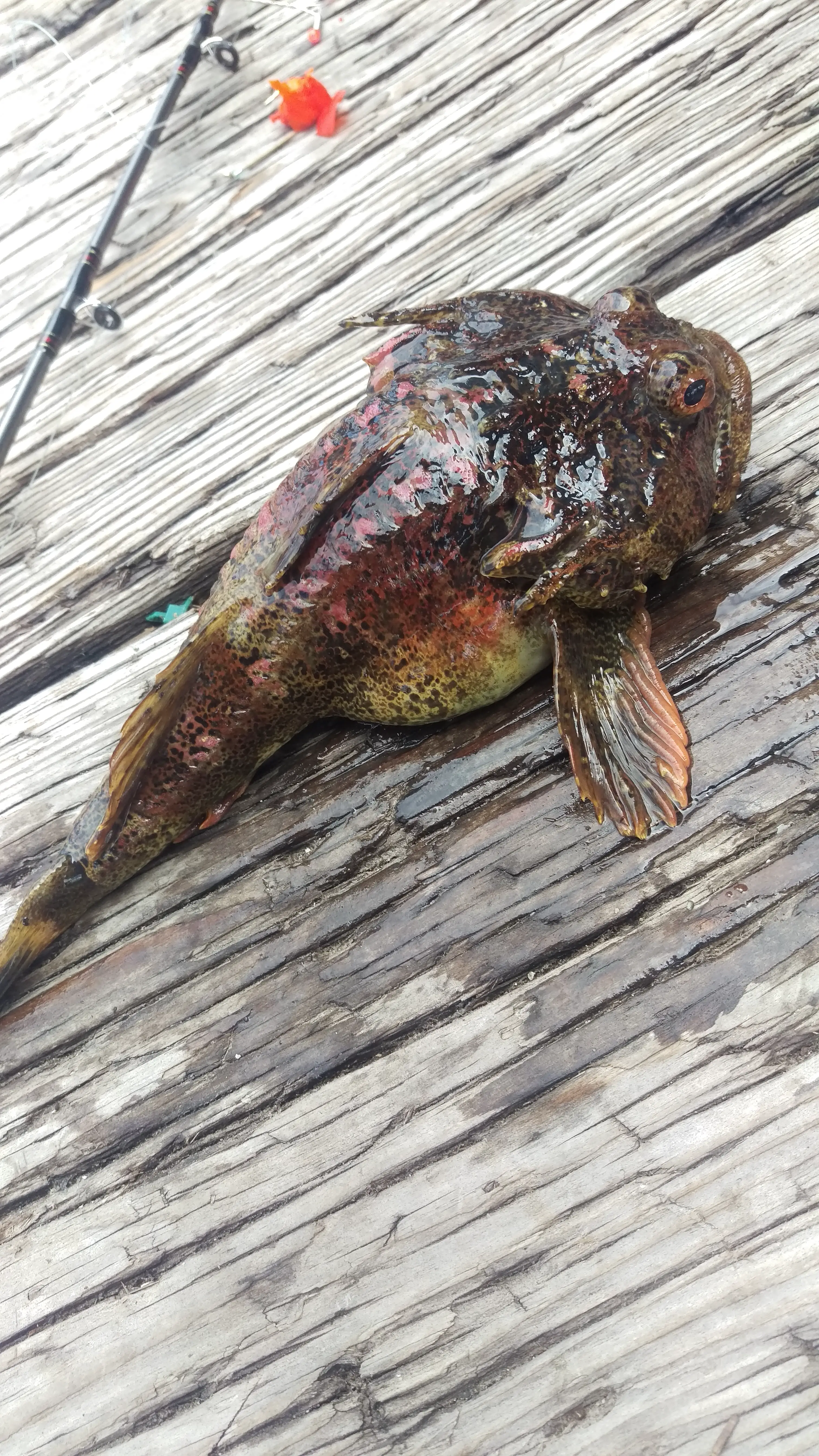Guide to Puget Sound Bottom Critters - NWFR