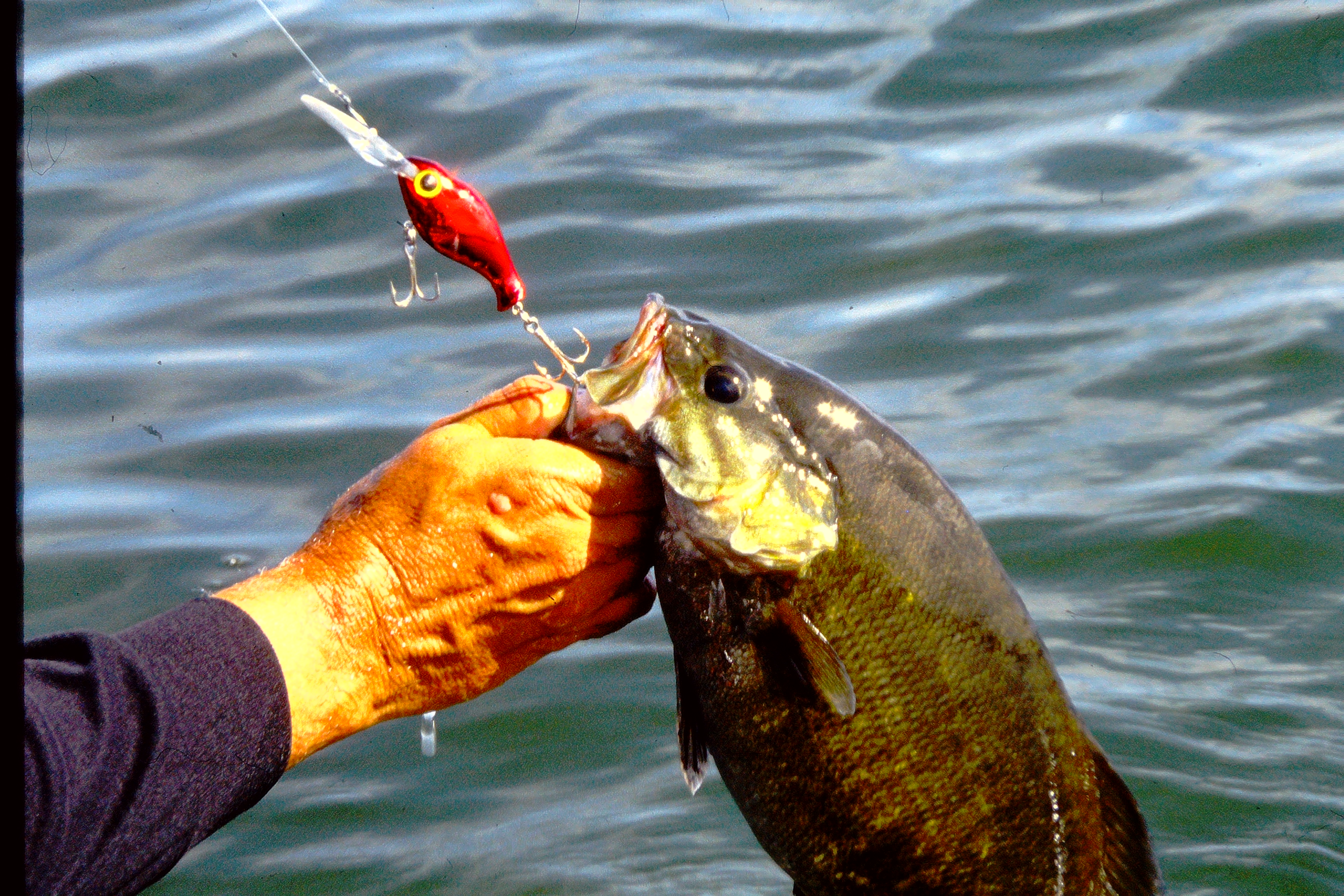 Yakima River Smallmouth Bass - NWFR