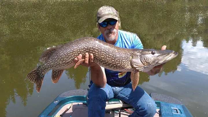 Pickerel Fishing 