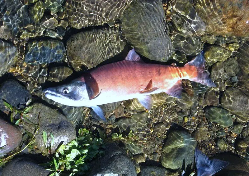 Kokanee - Spawning Phase - NWFR