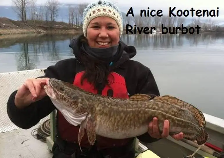 Drop Shotting for Eelpout (AKA Burbot) - NWFR