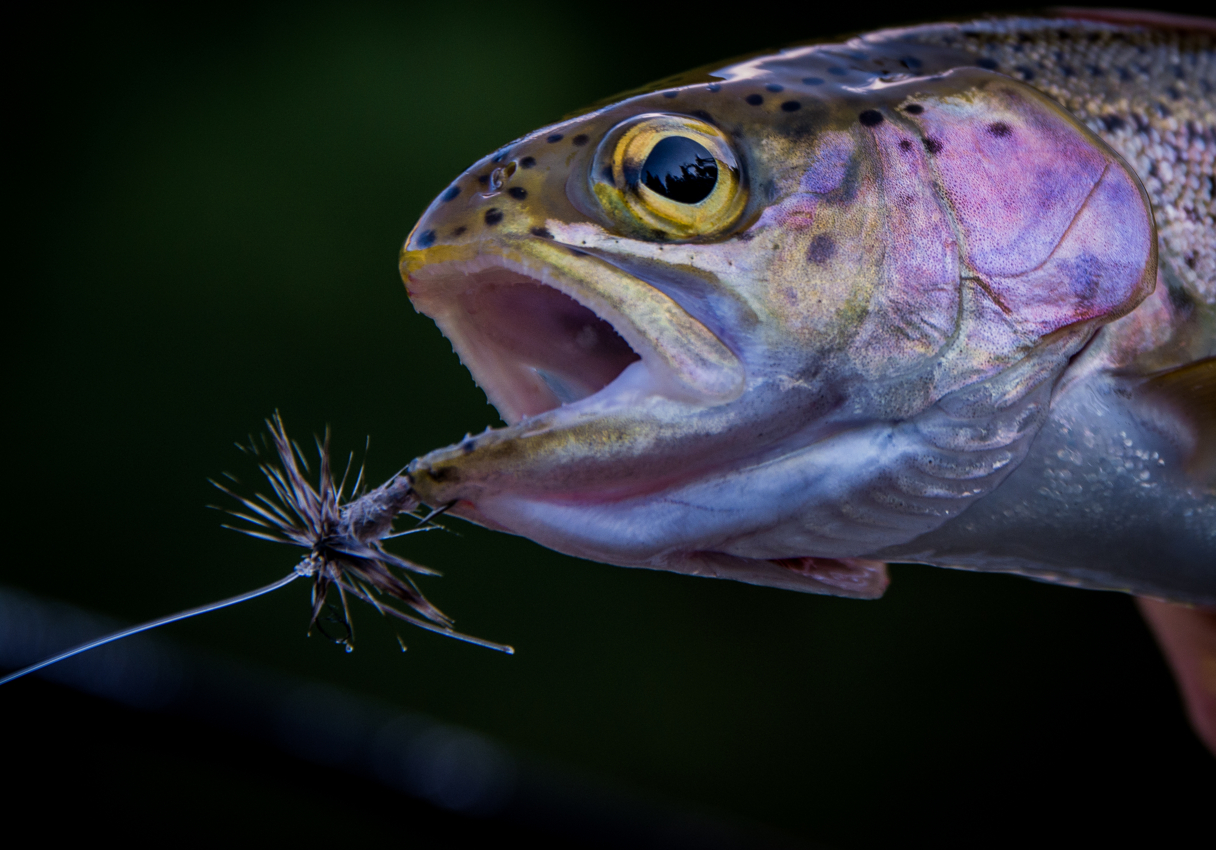 Spin Fishing Flies for Trout - NWFR