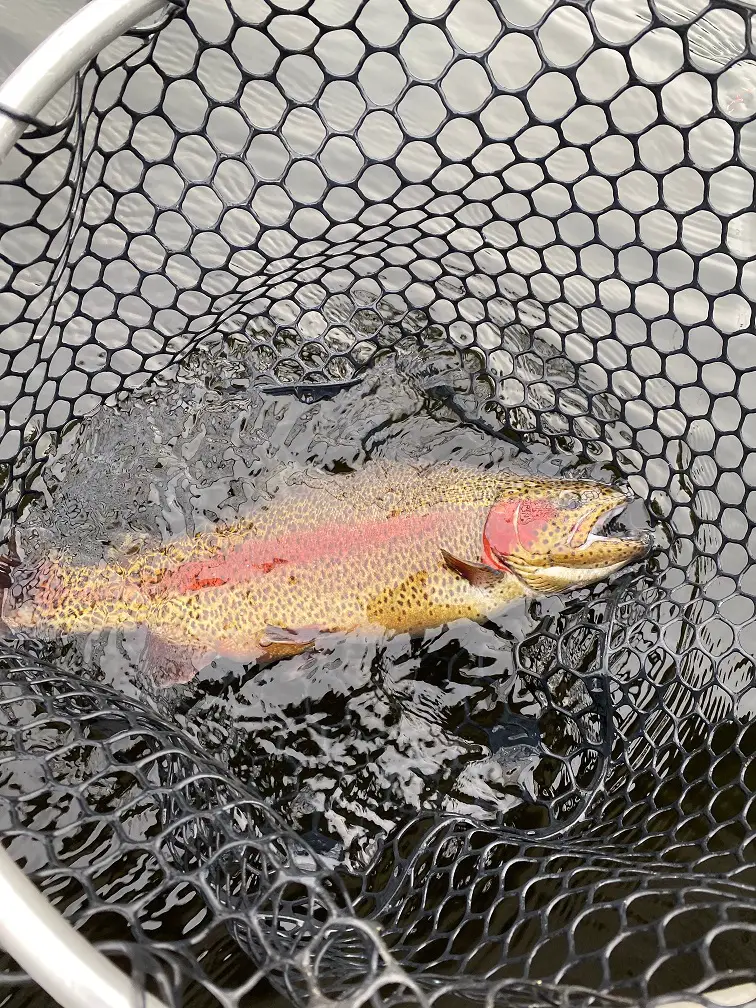 Stocker Trout Fishing 101: from Tie Up to Fish On - NWFR