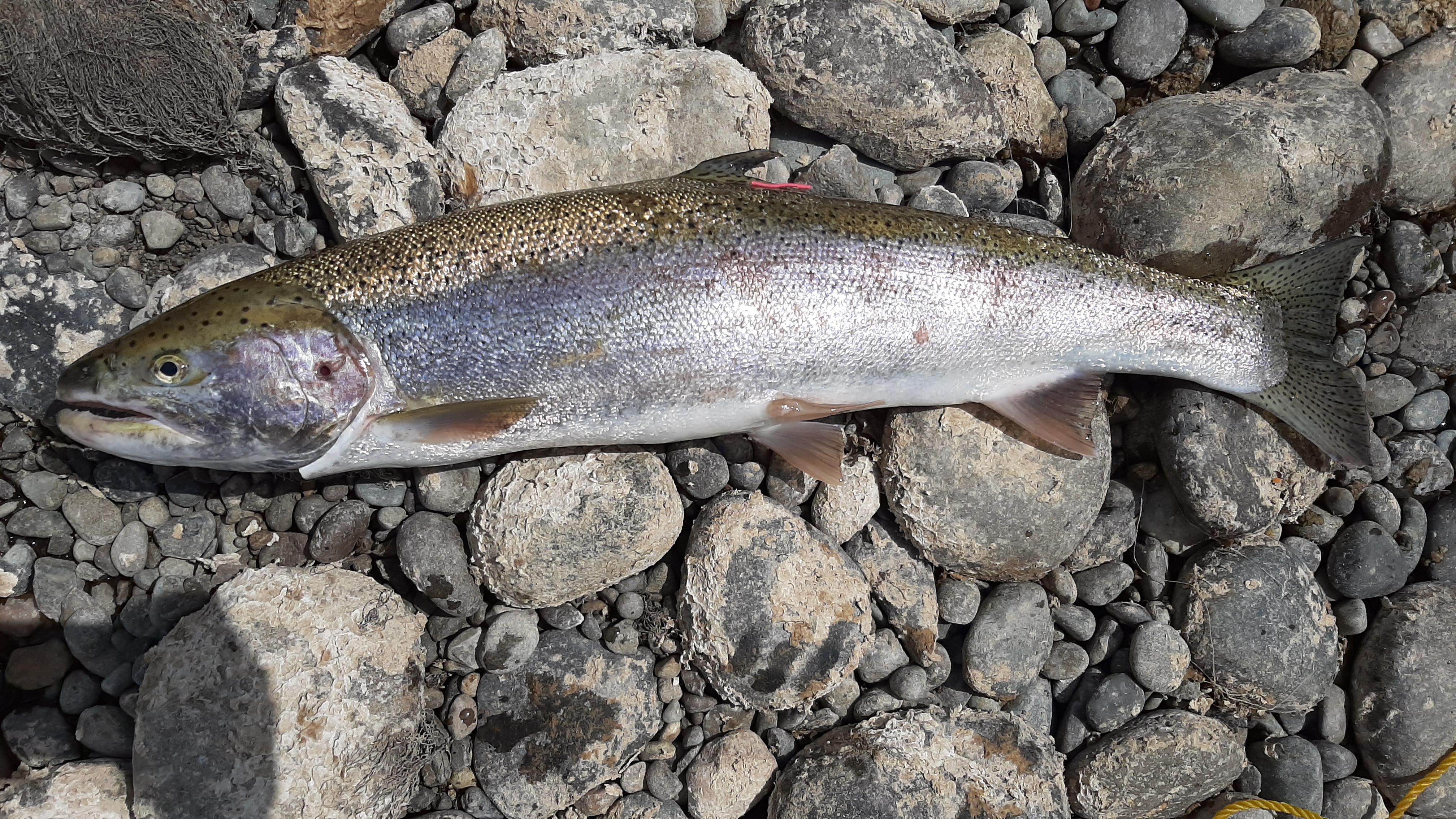 Steelhead for Beginners - NWFR