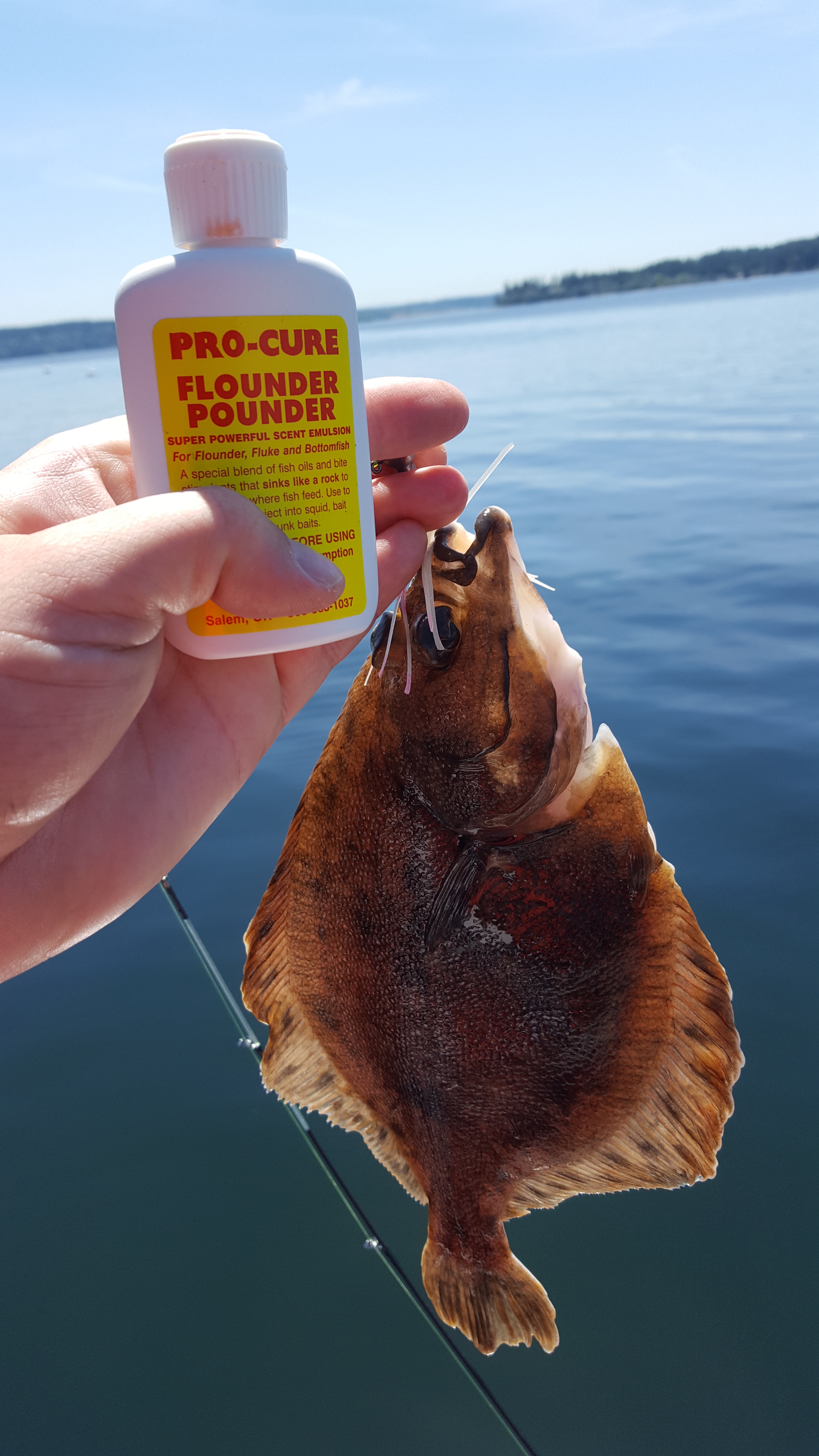 Puget Sound Lingcod - NWFR