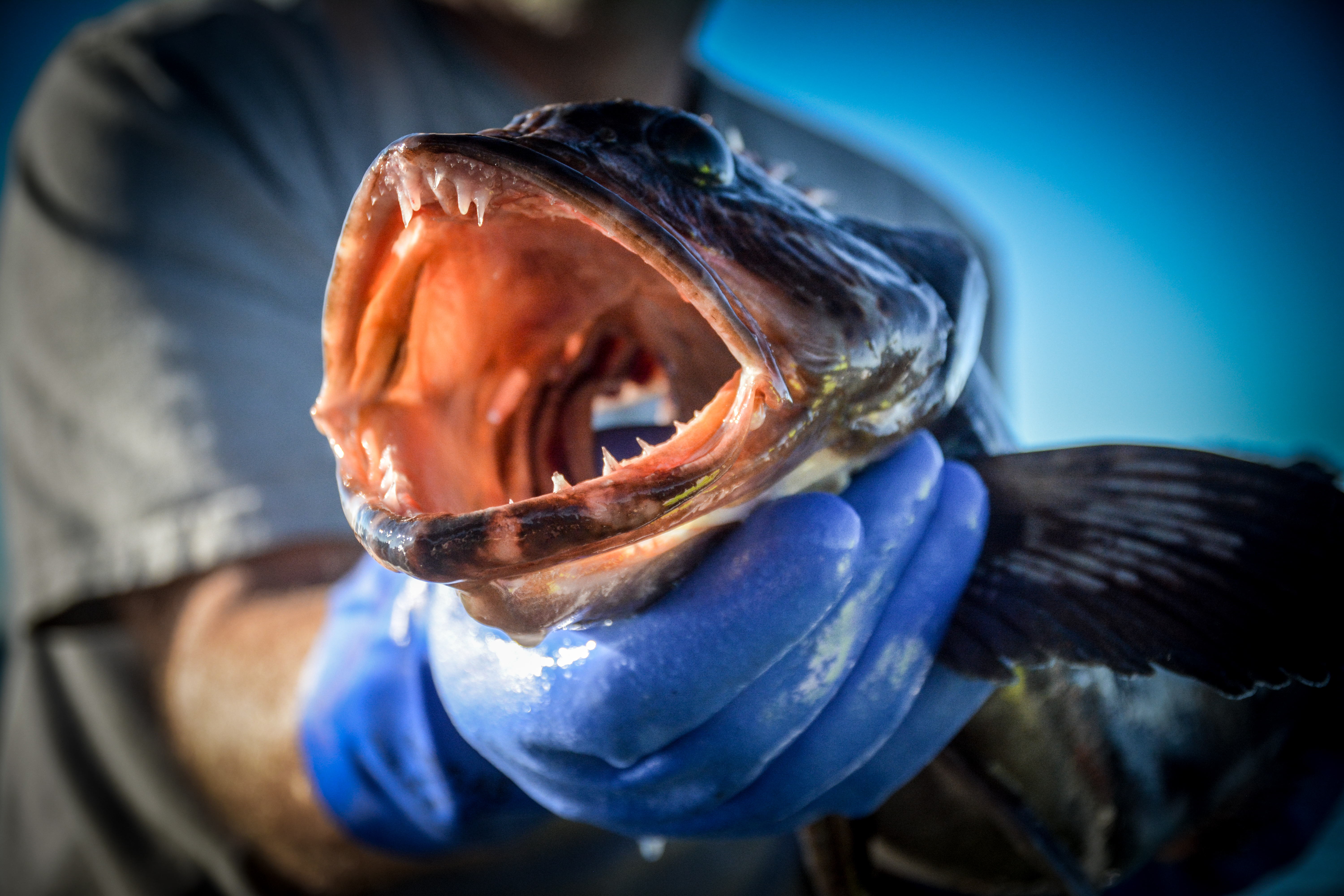 Puget Sound Lingcod - NWFR