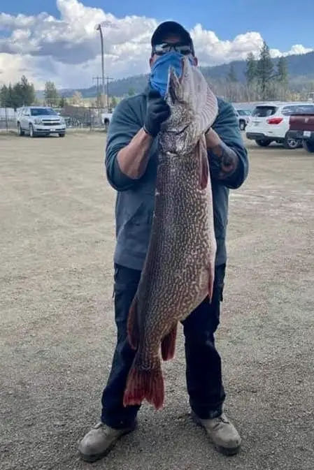 http://www.northwestfishingreports.com/Content/Files/ArticlePhotos/132648_Top5Pike2.jpg