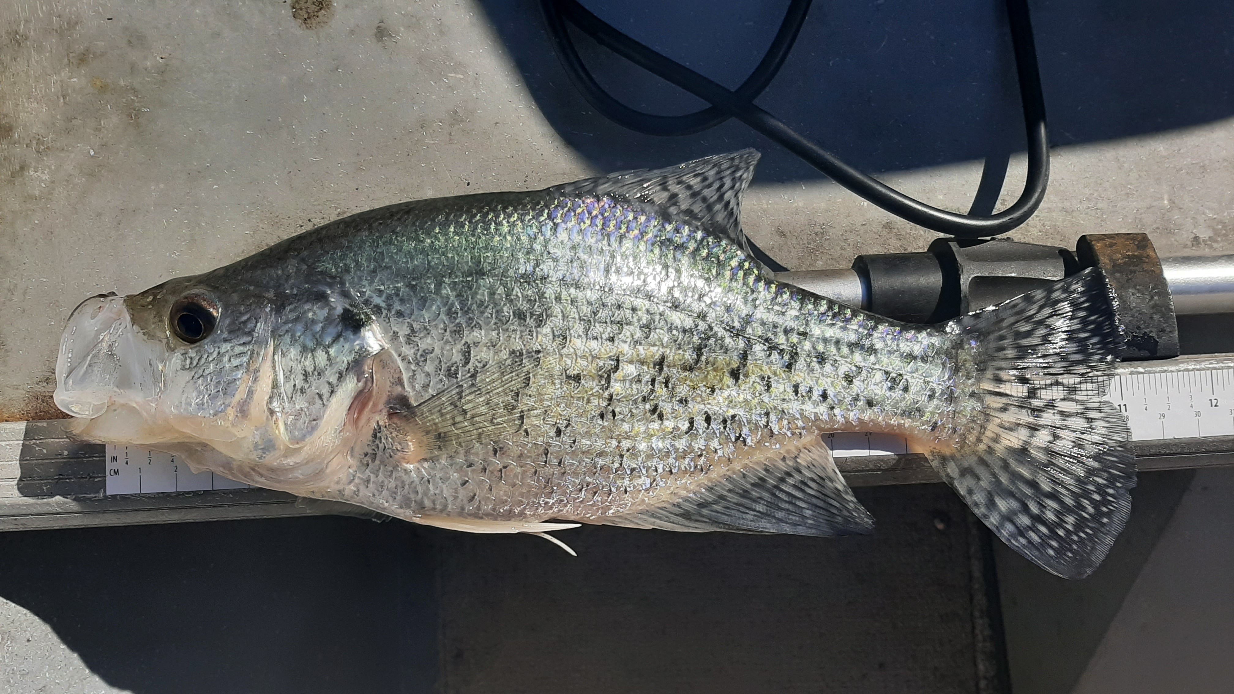 Crappie Crackdown! - NWFR