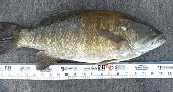 Late Summer Smallmouth Bass Strategies - NWFR