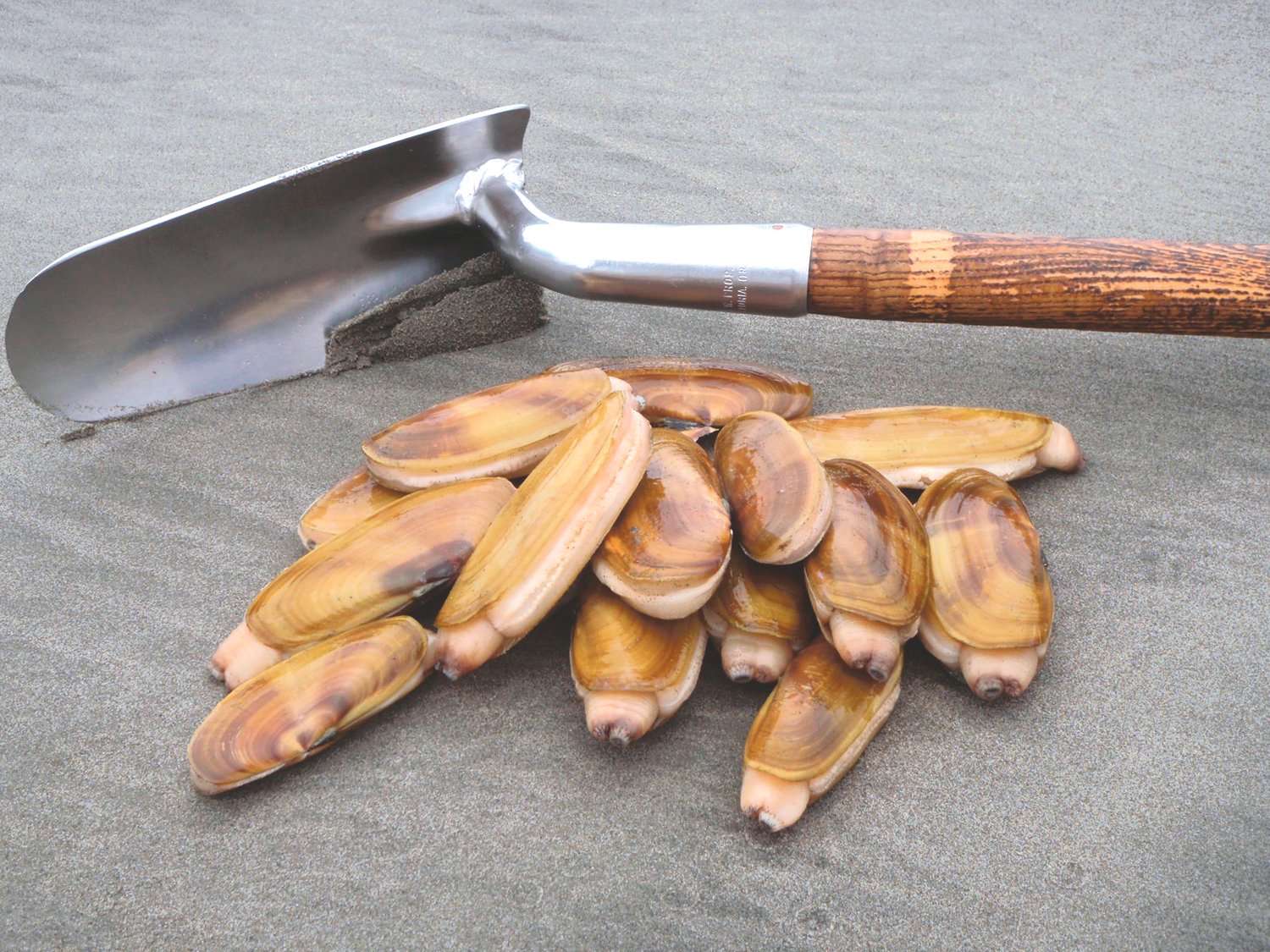 Guide To Digging Razor Clams On The Oregon Coast (in 2024)