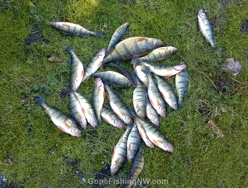 How to Catch Perch - NWFR