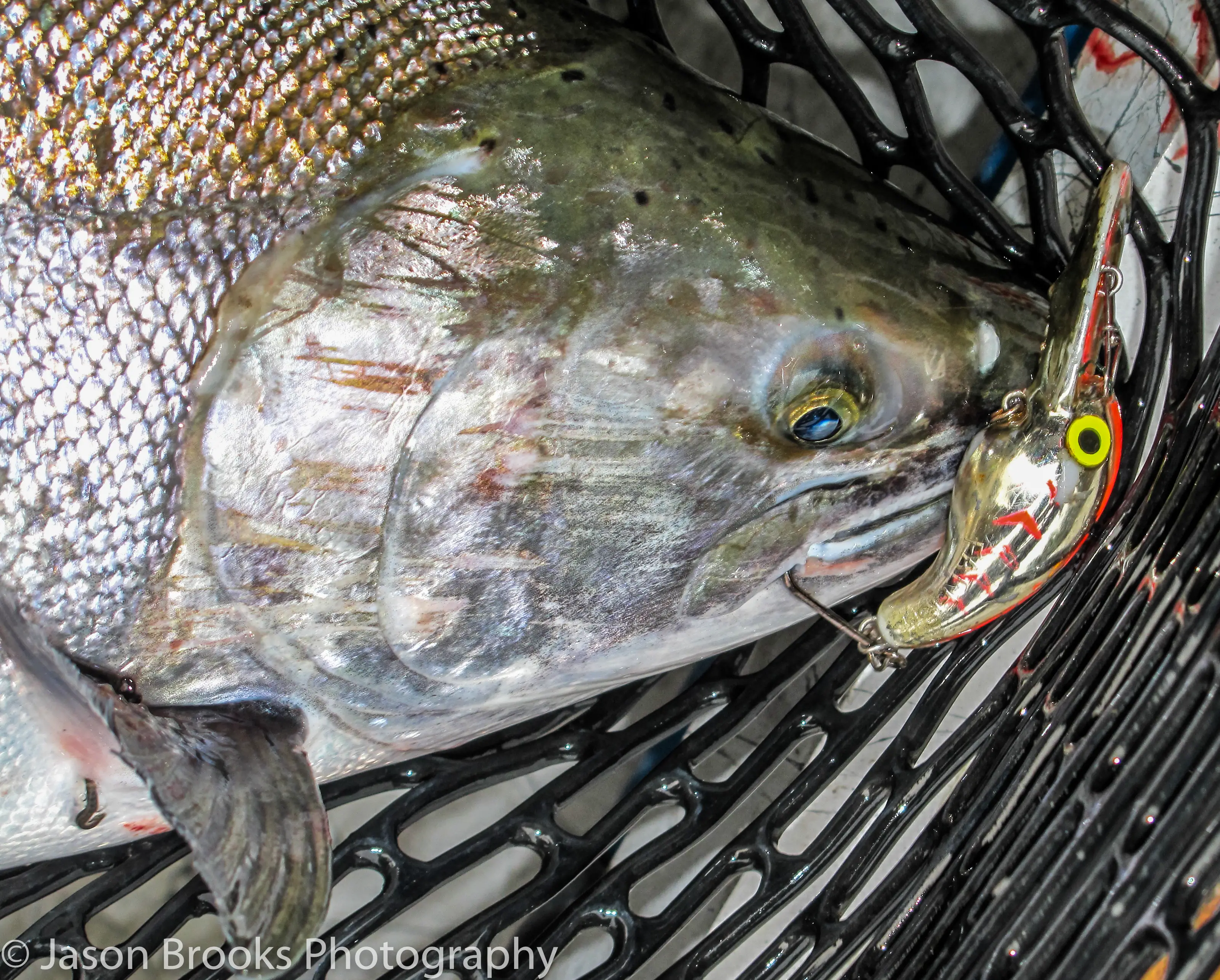 Steelhead/Salmon Bass Lures - NWFR