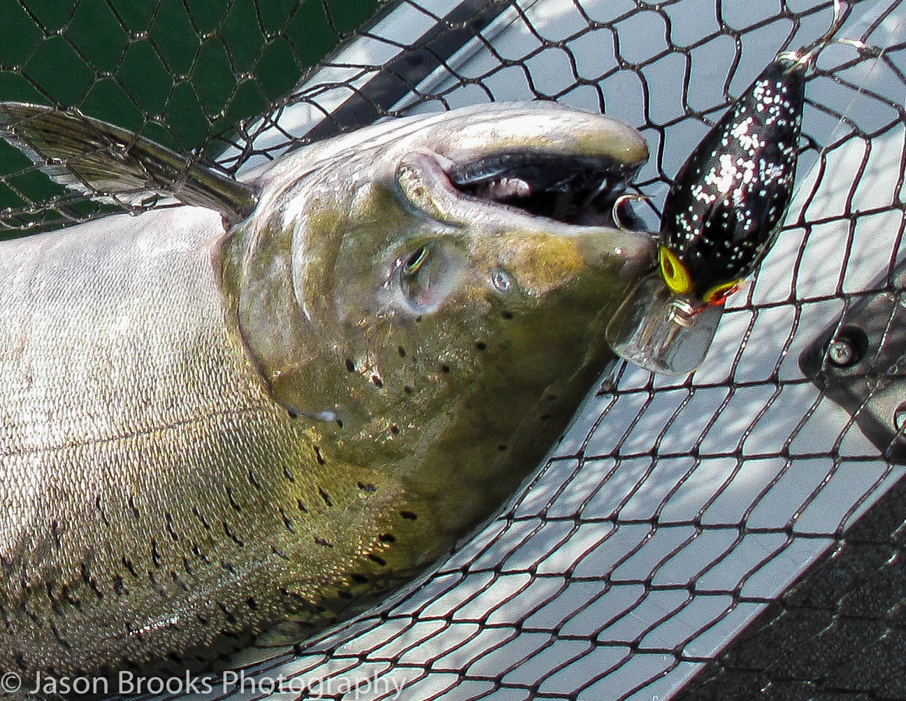 Steelhead/Salmon Bass Lures - NWFR