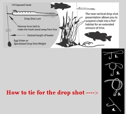 Drop Shot technique for Bass - NWFR