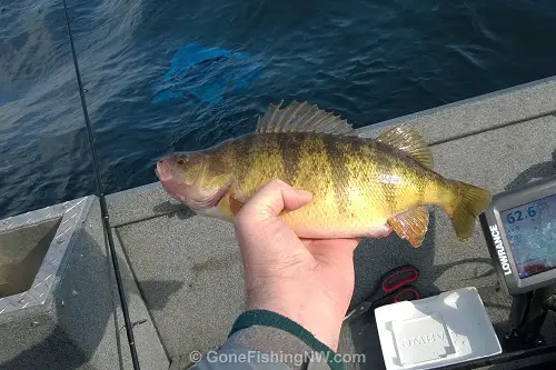 White Perch Fishing Guide  How to Catch a White Perch