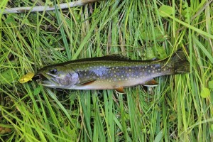 All About Trout Spinners - NWFR
