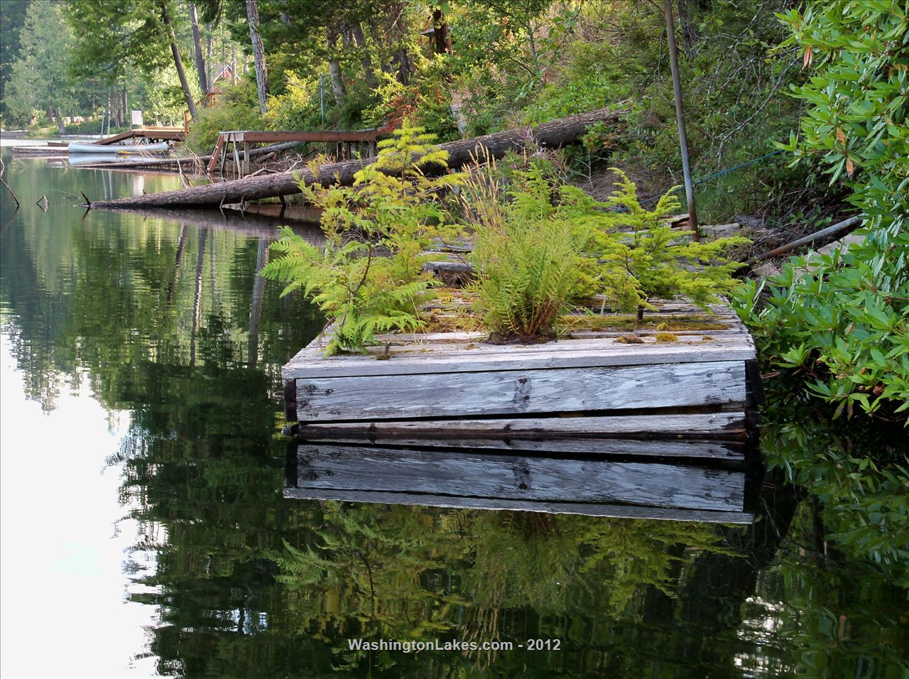 Wye Lake Report, Kitsap County, WA NWFR