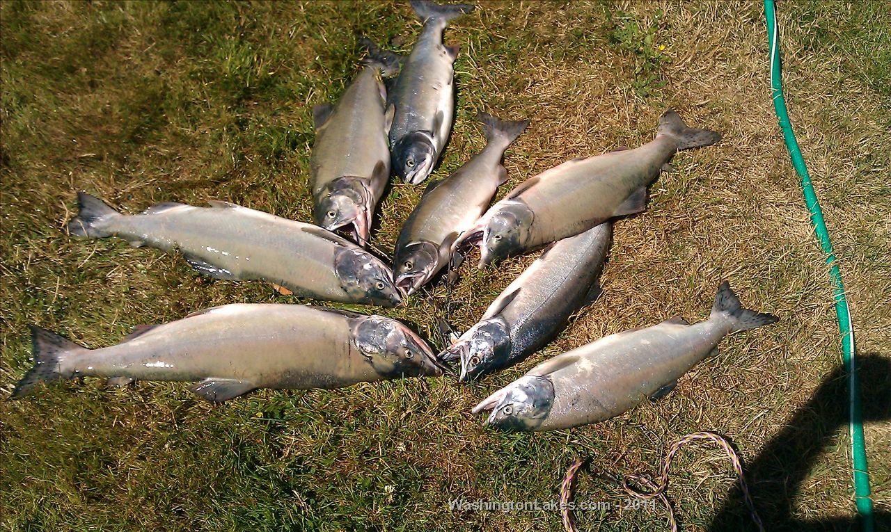 Snohomish River Report, Snohomish County, WA NWFR