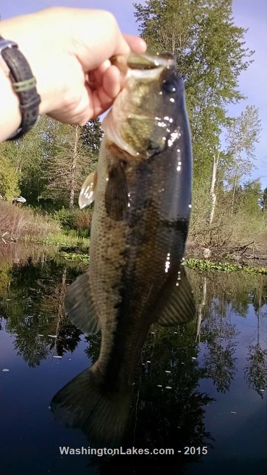 Cassidy Lake Report, Snohomish County, WA NWFR
