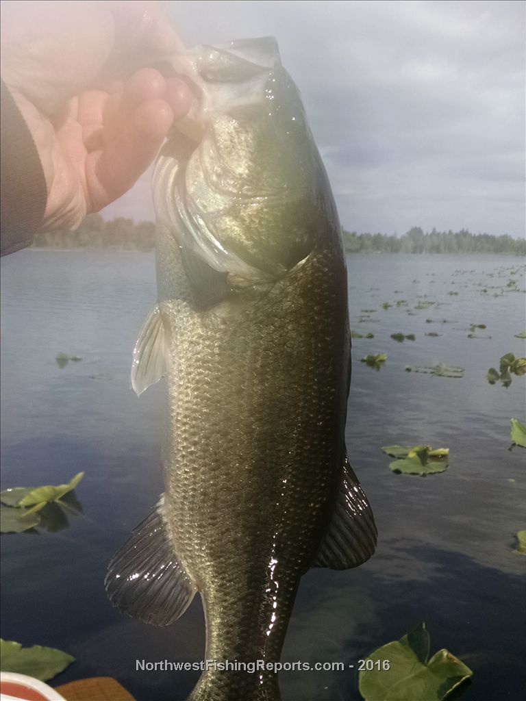 Cassidy Lake Report, Snohomish County, WA NWFR
