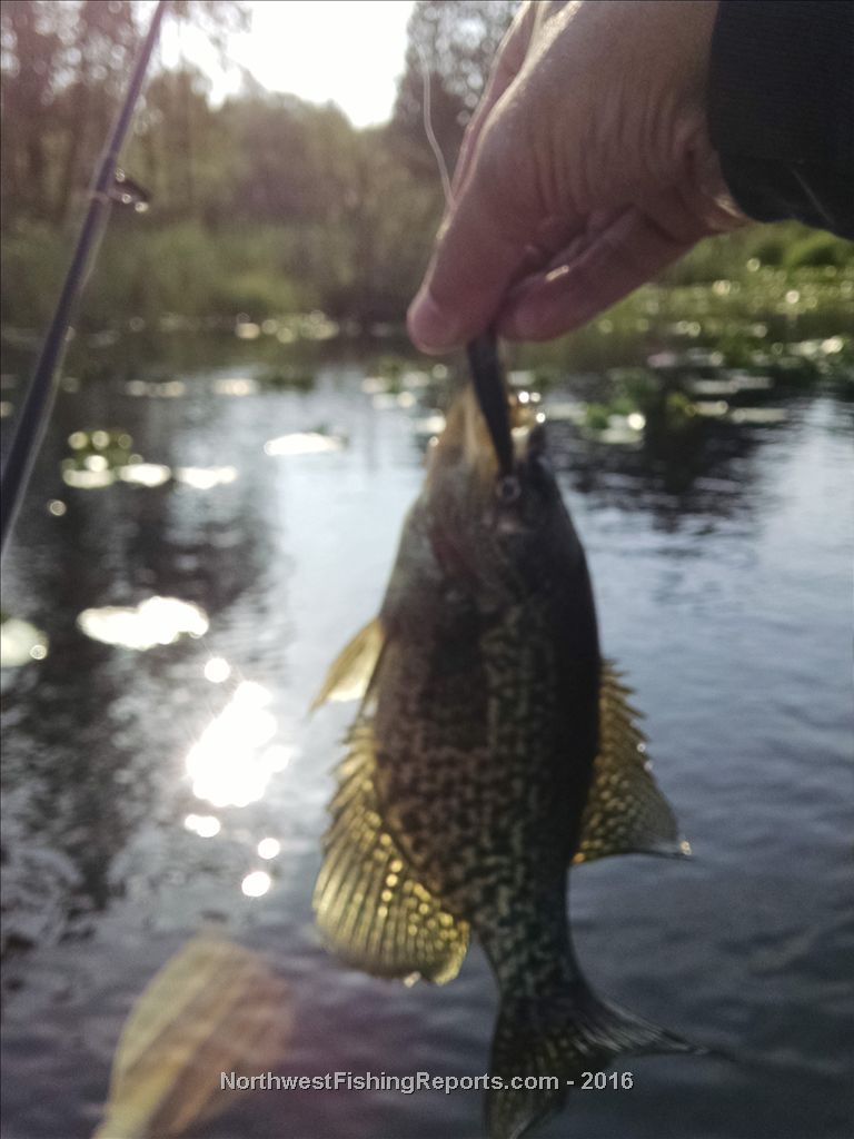 Cassidy Lake Report, Snohomish County, WA NWFR