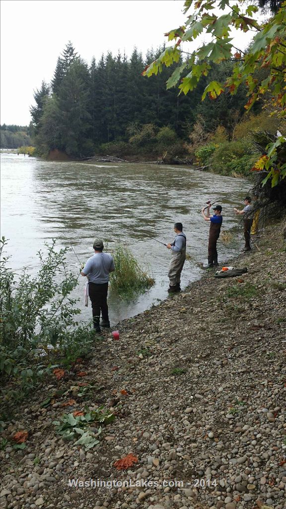 Humptulips River Report, Grays Harbor County, WA NWFR