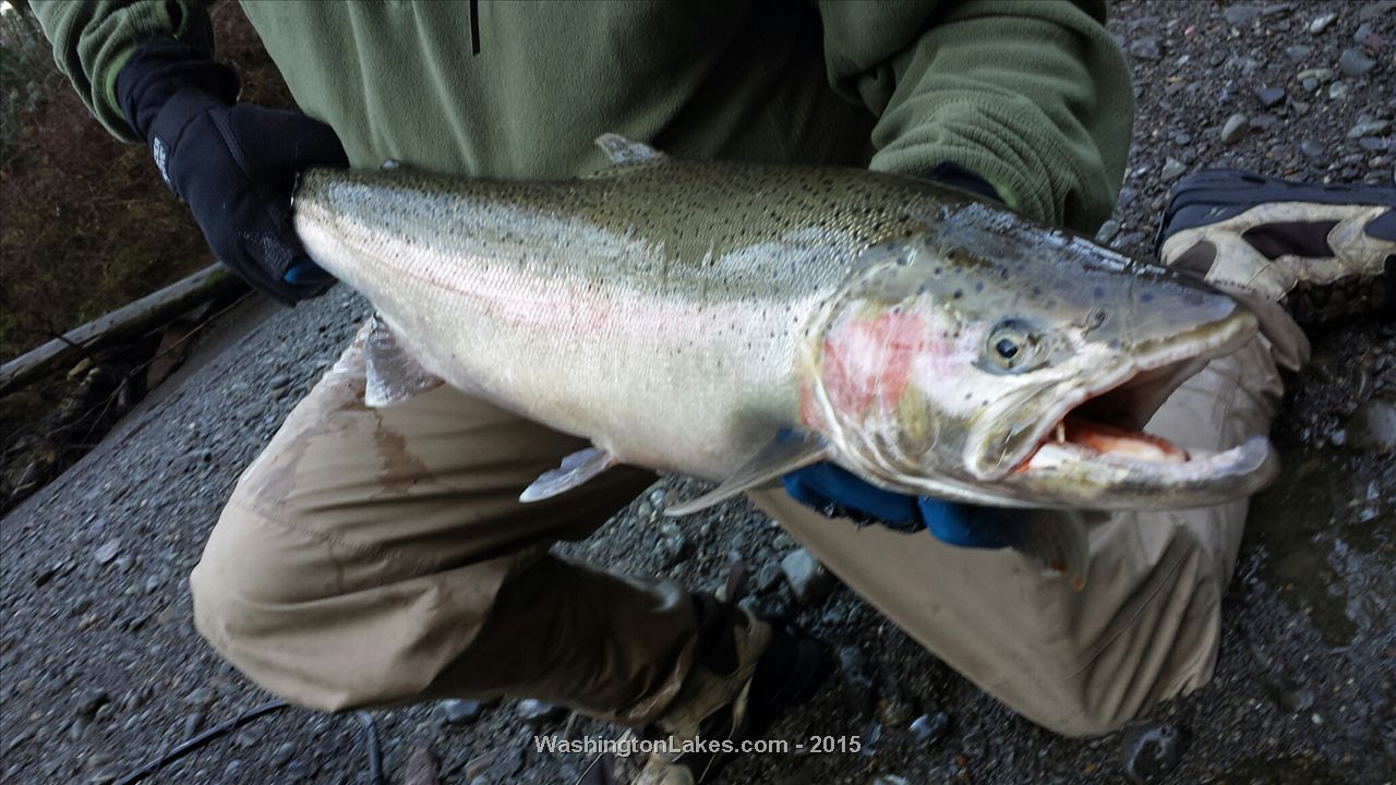 Wynoochee River Report, Grays Harbor County, WA NWFR