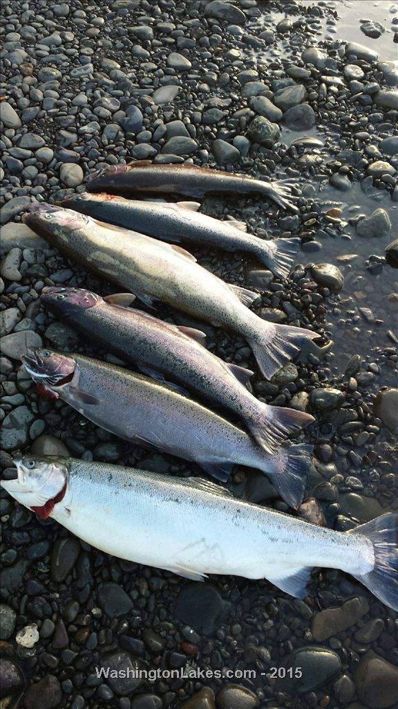 Wynoochee River Report, Grays Harbor County, WA NWFR