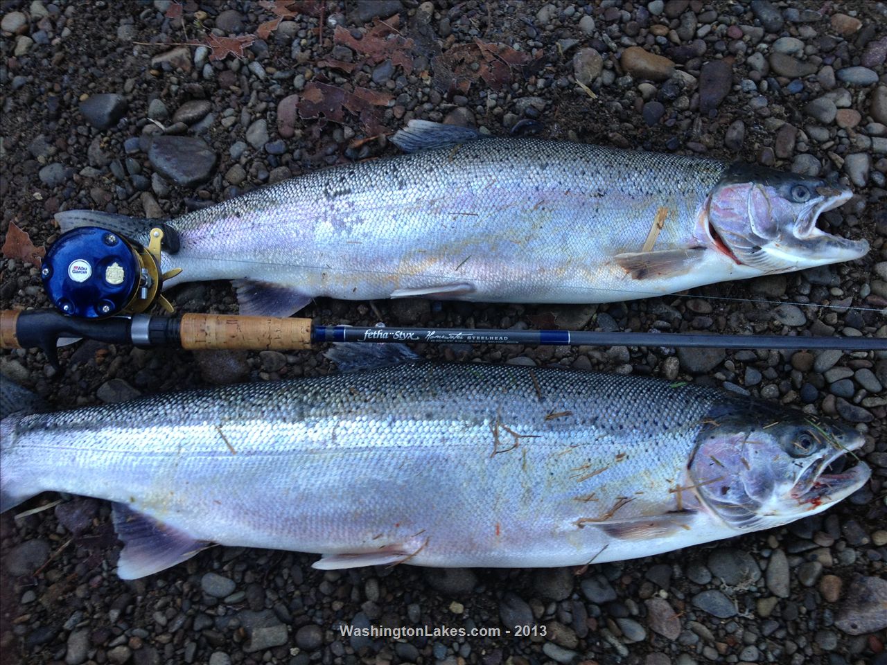 Skookumchuck River Report, Lewis County, WA NWFR