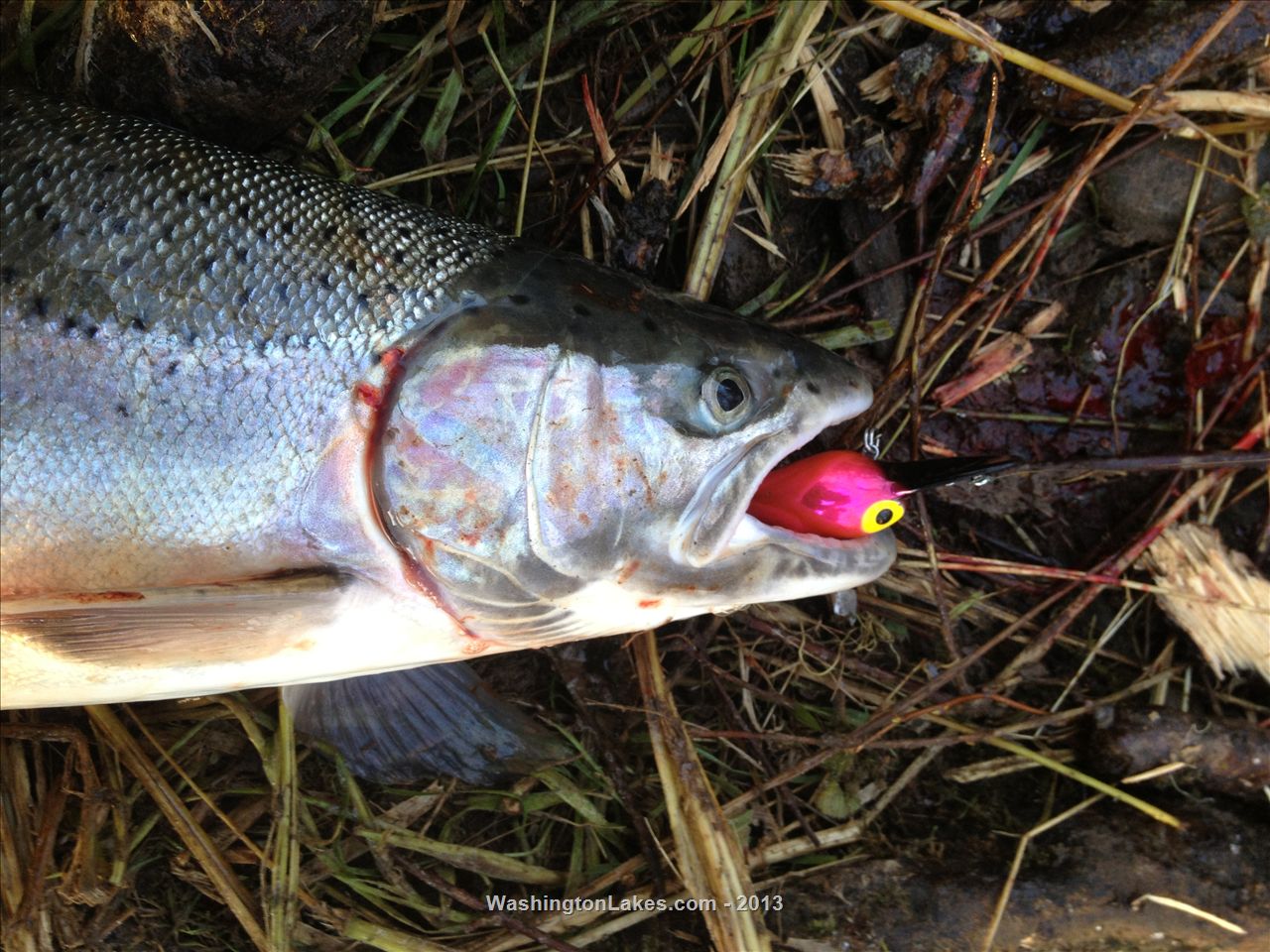 Skookumchuck River Report, Lewis County, WA NWFR