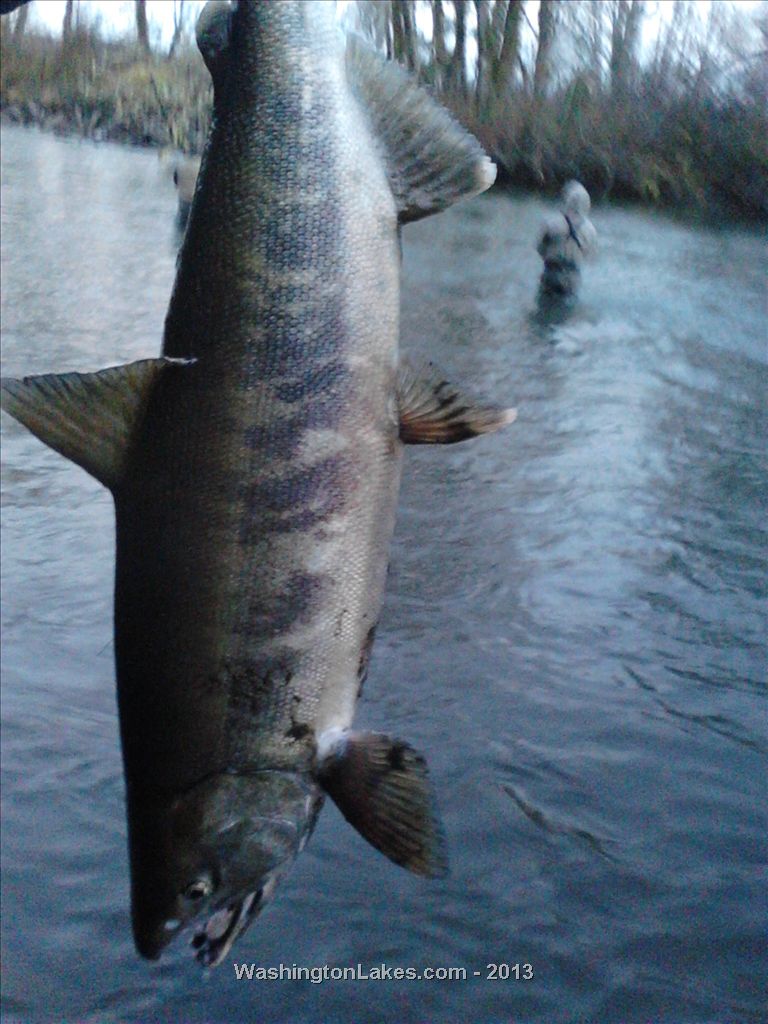 Skokomish River Report, Mason County, WA NWFR