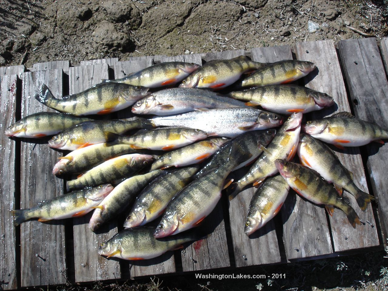 Palmer Lake Report, Okanogan County, WA NWFR