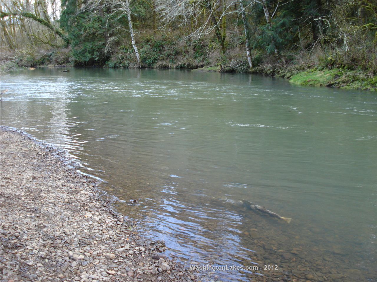 Skookumchuck River Report, Lewis County, WA NWFR