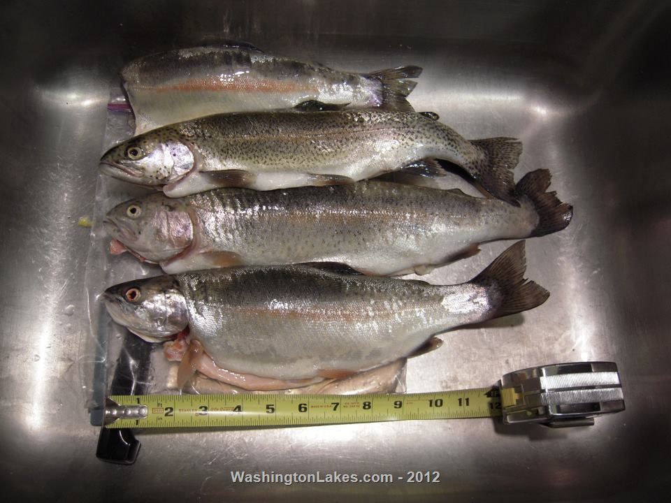 Wapato Lake Report, Chelan County, WA NWFR