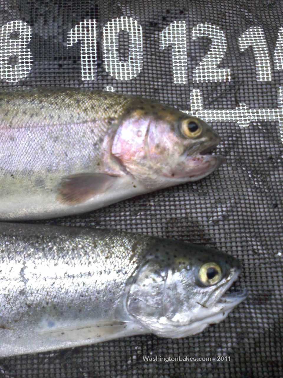 Steilacoom Lake Report, Pierce County, WA NWFR