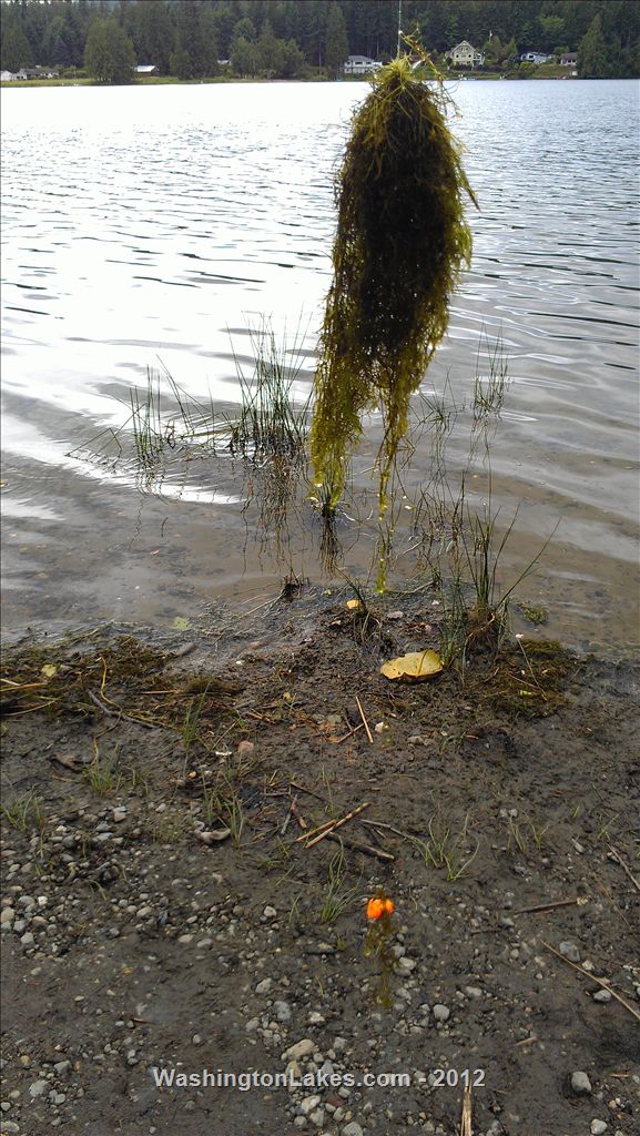 Wildcat Lake Report, Kitsap County, WA NWFR