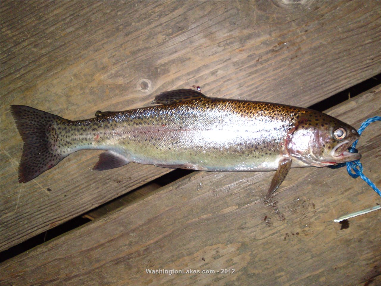Cassidy Lake Report, Snohomish County, WA NWFR