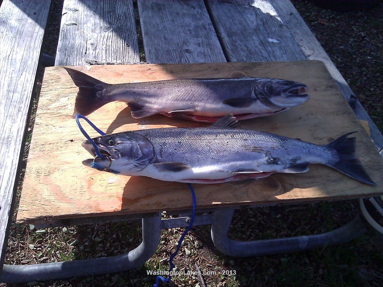 Stillaguamish River Report, Snohomish County, WA NWFR
