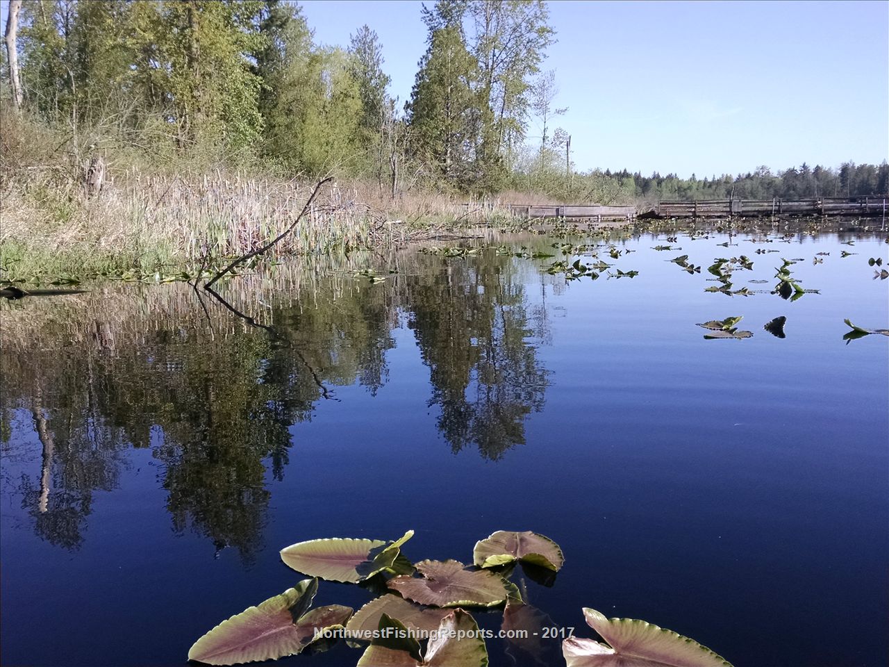 Cassidy Lake Report, Snohomish County, WA NWFR