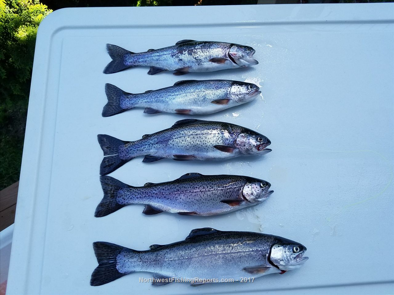 Ketchum Lake Report, Snohomish County, WA NWFR